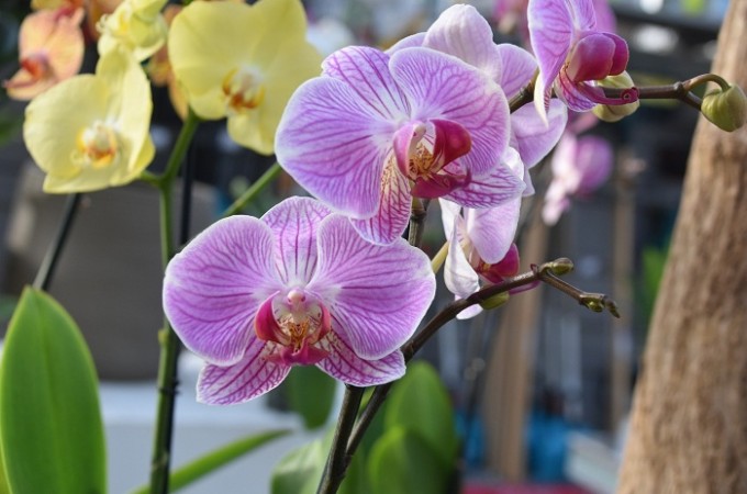 Feira de Orqudeas ser no sbado (08)