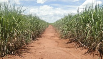 sindicato-rural-divulga-nota-da-faesp-sobre-resultado-das-eleicoes