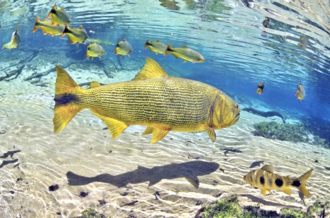 Popula��o pode denunciar pesca irregular na �poca de Piracema