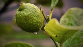 sindicato-rural-informa-cuidados-com-a-lavoura-em-dias-de-chuva