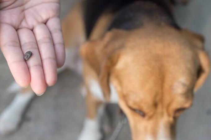 poca de calor aumenta casos de carrapatos e pulgas em Pets