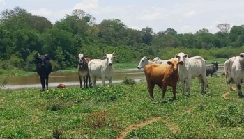 fazenda-e-autuada-em-rs-57-mi-pela-policia-ambiental-de-araraquara