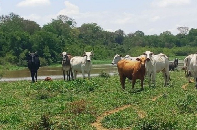 Fazenda  autuada em R$ 5,7 mi pela Polcia Ambiental de Araraquara