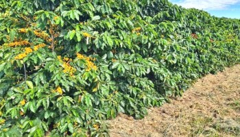 como-o-dioxido-de-carbono-pode-reduzir-praga-nos-cafezais