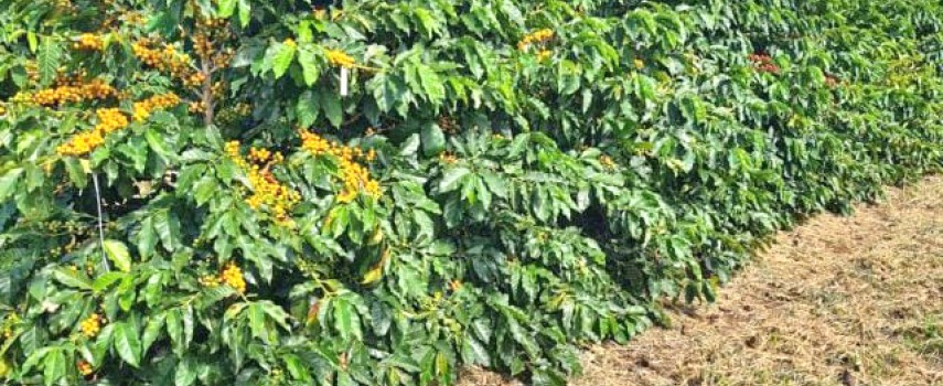 como-o-dioxido-de-carbono-pode-reduzir-praga-nos-cafezais