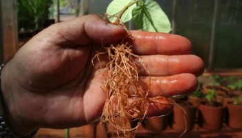 produtor-de-soja-deve-ficar-de-olho-nos-nematoides-na-safra-202223