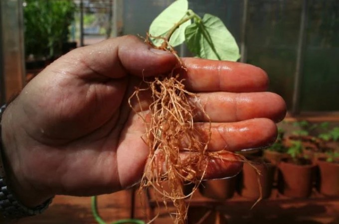 Produtor de soja deve ficar de olho nos nematoides na safra 2022/23