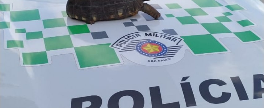 itapolis-pm-ambiental-identifica-jabuti-em-cativeiro-ilegal