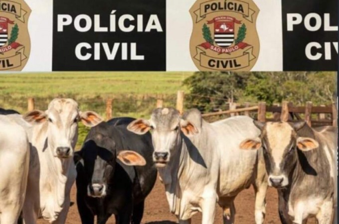 Pol�cia Civil de Iacanga recupera dez cabe�as de gado furtadas
