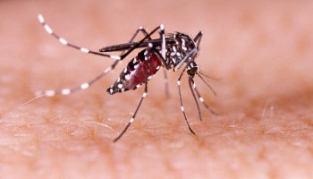 dengue-numero-de-casos-aumentou-3.697-no-acumulado-de-2022