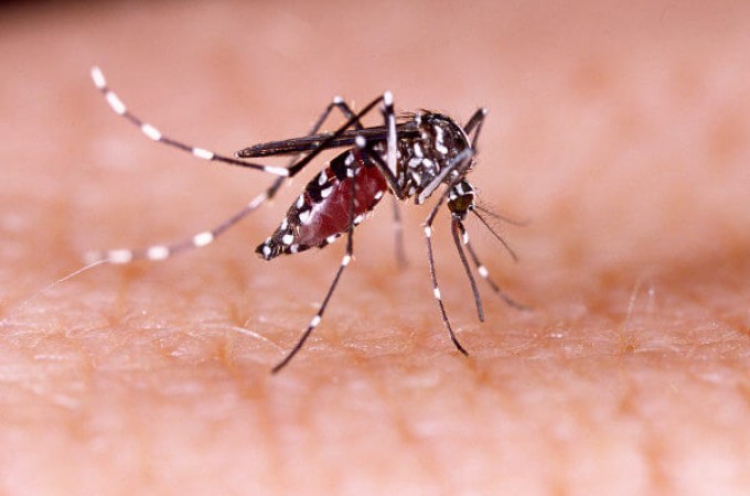 Dengue: Nmero de casos aumentou 3.697% no acumulado de 2022