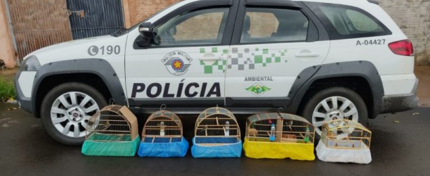 pm-ambiental-apreende-passaros-no-jd.-maria-luiza-i
