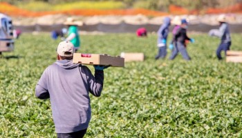 agropecuaria-paulista-mantem-3565-mil-empregos