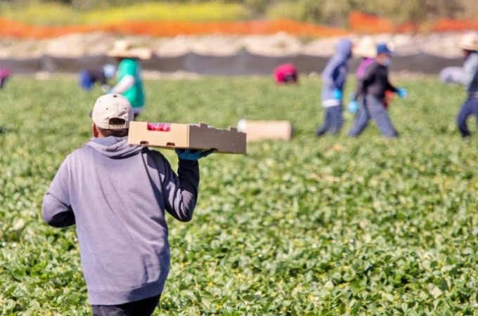 Agropecuria paulista mantm 356,5 mil empregos