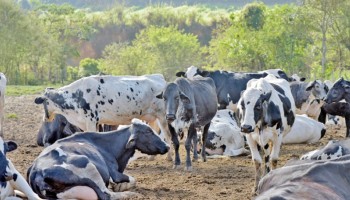 aftosa-e-brucelosealto-indice-de-imunizacao-confirma-sanidade-em-sp