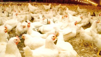 gripe-aviaria-governo-de-sp-emite-importante-alerta-sanitario