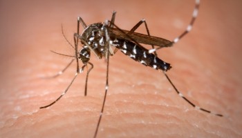 itapolis-confirmou-2a-morte-por-dengue-em-2023