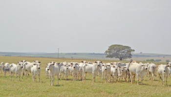 campanha-de-vacinacao-contra-a-febre-aftosa-segue-ate-31-de-maio