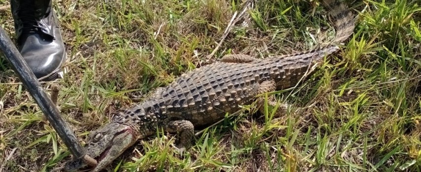 pm-ambiental-captura-jacare-em-rodovia-em-araras