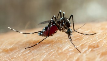 itapolis-confirma-3-novas-mortes-por-dengue-total-no-ano-chega-a-6