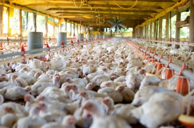 Uso de aditivos naturais melhora a sa�de das aves