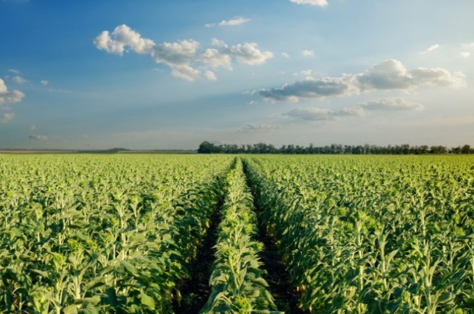 A curto prazo, queda da Selic no trar grande impacto para o Agro