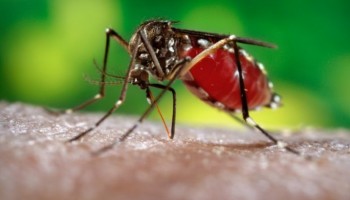 dengue-ibitinga-registrou-aumento-de-160--nos-casos-no-1o-semestre