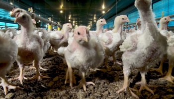 frango-alta-no-preco-do-animal-vivo-eleva-poder-de-compra