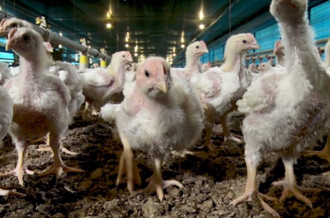 Frango: alta no preo do animal vivo eleva poder de compra 