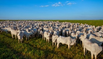 faesp-sao-paulo-suspendera-vacinacao-contra-febre-aftosa