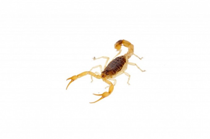 2023: Sade de SP alerta pro aumento de 13% nas picadas de escorpio