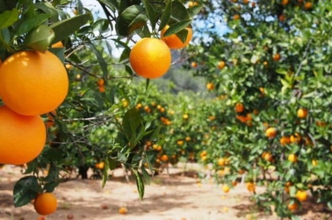 Greening avan�a em pomares de citros em S�o Paulo