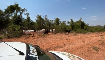 fazenda-com-degradacao-de-vegetacao-e-multada-em-rs-4-milhoes