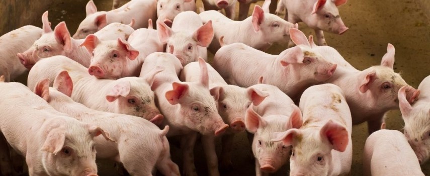 conab-estima-producao-recorde-de-proteinas-29-milhoes-de-toneladas