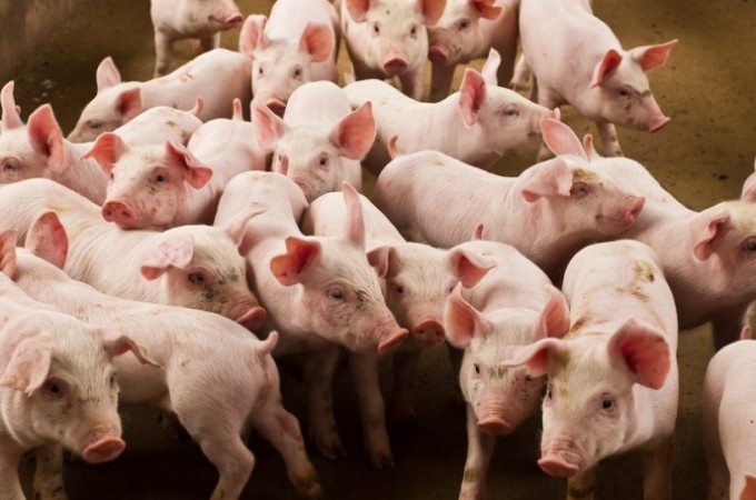CONAB estima produo recorde de protenas: 29 milhes de toneladas