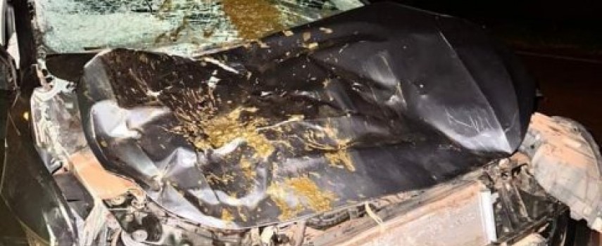 acidente-mata-2-bufalos-na-rodovia-do-laranja-azeda