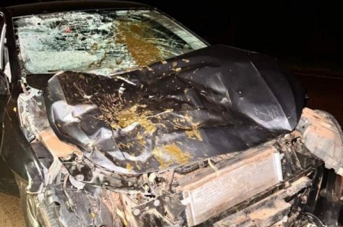 Acidente mata 2 bfalos na rodovia do Laranja Azeda