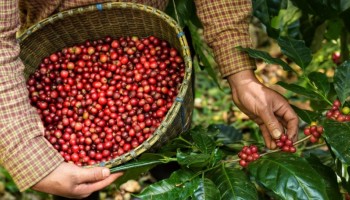 faesp-apoia-acordo-de-boas-praticas-trabalhistas-na-cafeicultura