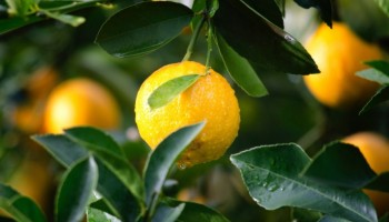 defesa-agropecuaria-lanca-canal-de-denuncia-de-praga-em-laranjais