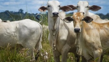 vaca-louca-governo-abre-consulta-publica-para-normas-de-prevencao
