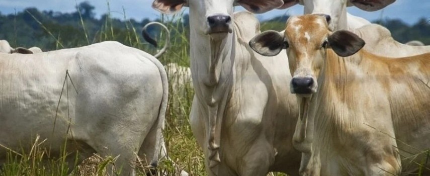 vaca-louca-governo-abre-consulta-publica-para-normas-de-prevencao