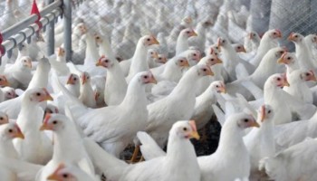 frango-cotacao-media-da-ave-viva-esta-estavel-na-parcial-de-outubro
