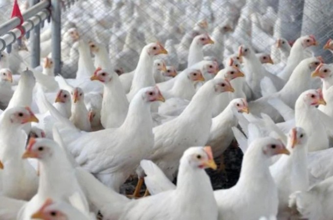 Frango: cotao mdia da ave viva est estvel na parcial de outubro