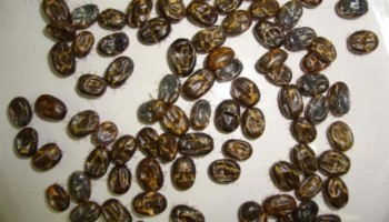 carrapato-bovino-provoca-um-prejuizo-de-mais-de-uss-3-bilhoes--ano