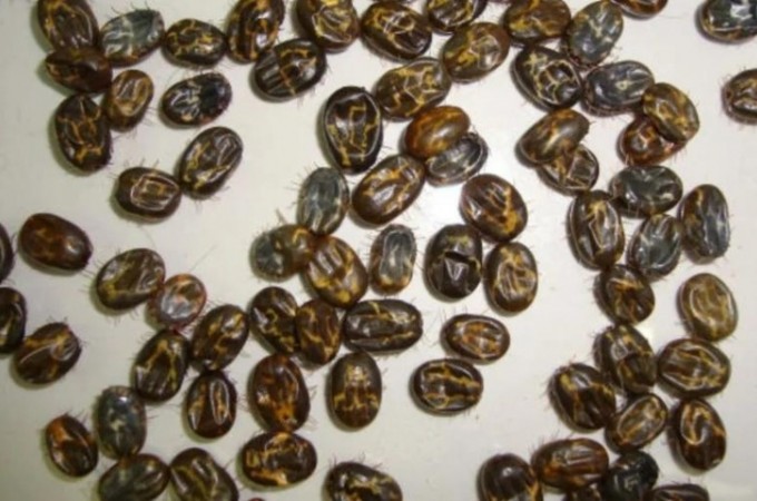 Carrapato Bovino provoca um prejuzo de mais de US$ 3 Bilhes / ano