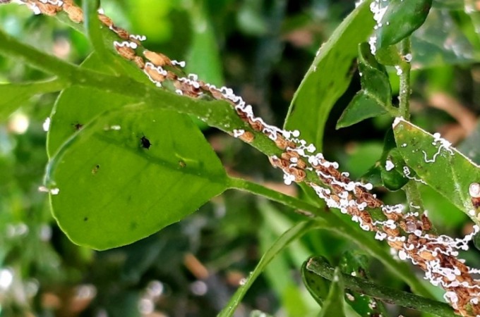 SP cria comit de combate ao greening, praga que afeta plantaes