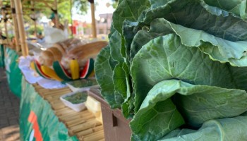 aumenta-o-poder-de-compra-de-fertilizantes-pelo-agricultor