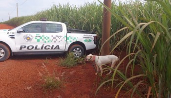pm-ambiental-resgata-cachorro-na-zona-rural-de-pirassununga