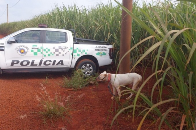 PM Ambiental resgata cachorro na zona rural de Pirassununga