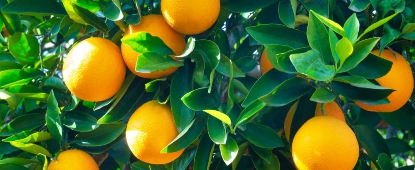 202324-producao-sera-de-307-milhoes-de-caixas-de-laranja